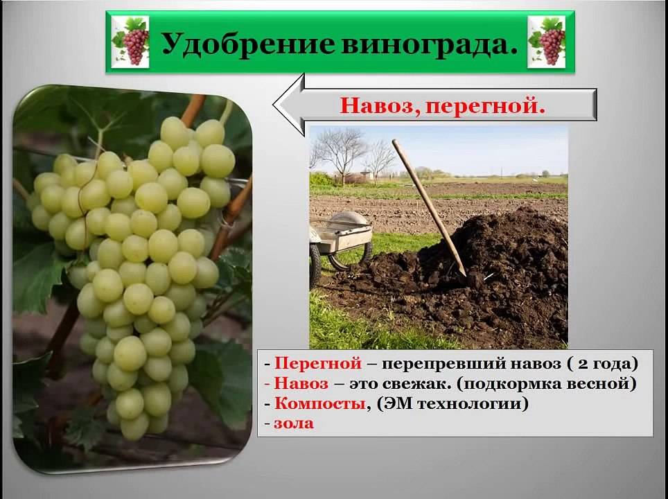 Весенняя подкормка винограда для большого урожая