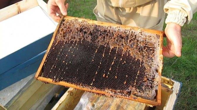 Подкормка пчел осенью сахарным сиропом какая пропорция воды и сахара