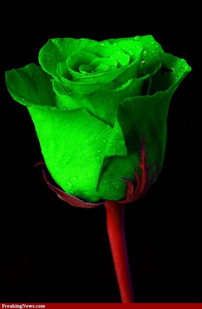 Зелёные розы — признак плодовитости: лучшие сорта и красочные фото