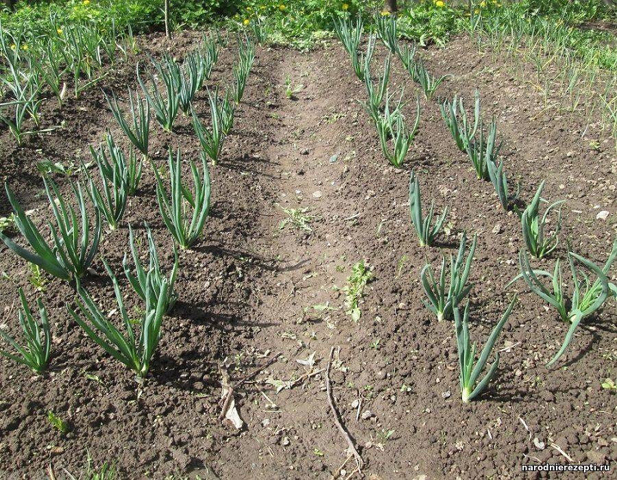 Как сеять красный лук севок: посадка и уход, секреты выращивания