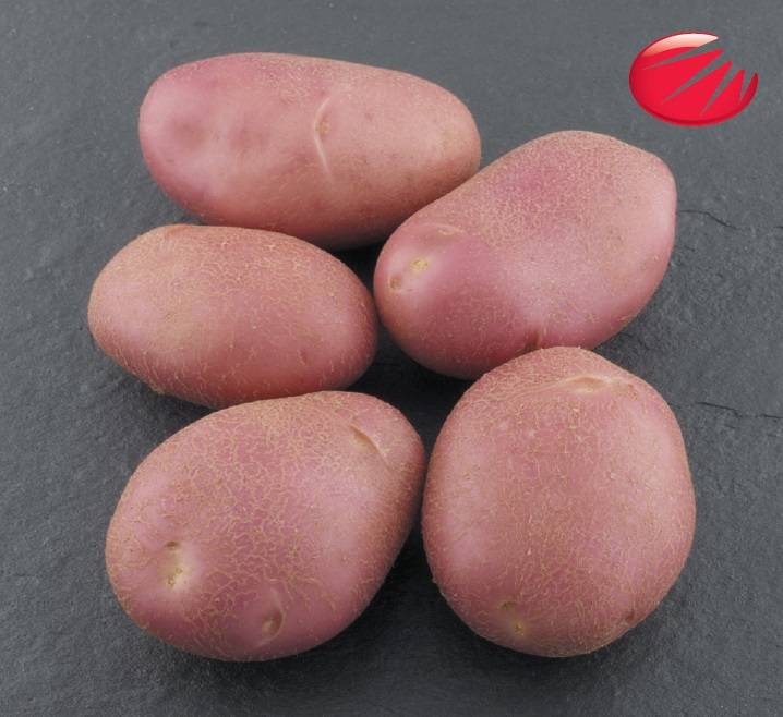 Мондео: описание семенного сорта картофеля, характеристики, агротехника