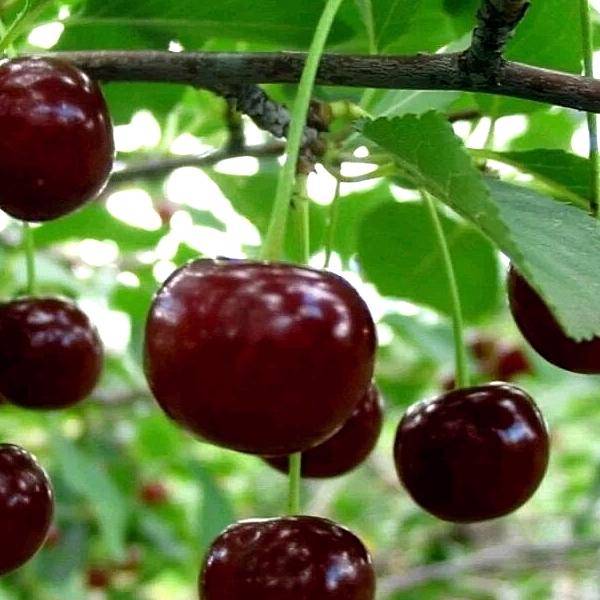 12 лучших сортов вишни: для средней полосы, самоплодные для нижегородской области, самоопыляемые для татарстана, сладкие для самарской