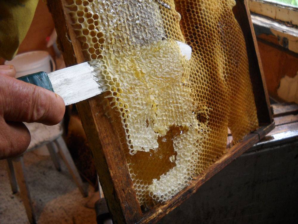 Что такое пчелиные соты: из чего сделаны, полезные свойства