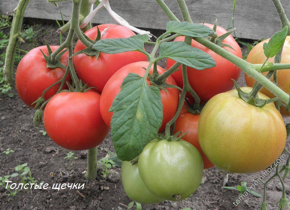 Описание сорта томата толстые щечки и его характеристики