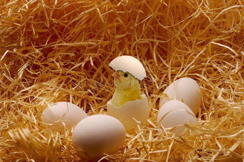 Вылупление цыплят из яйца