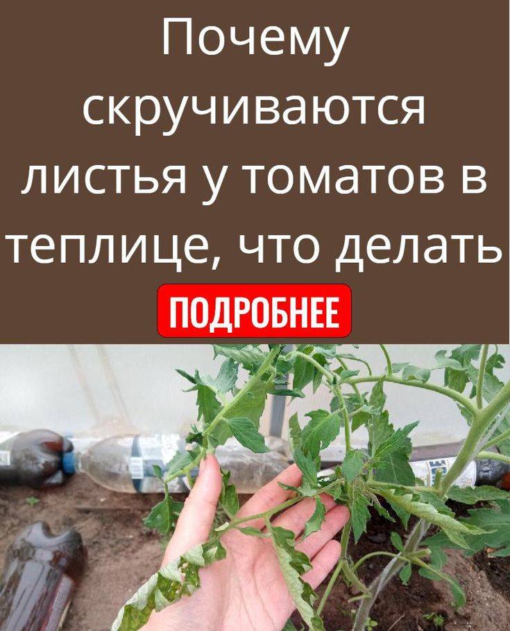 У томатов скручиваются листья – что делать, в теплице, открытом грунте, на подоконнике