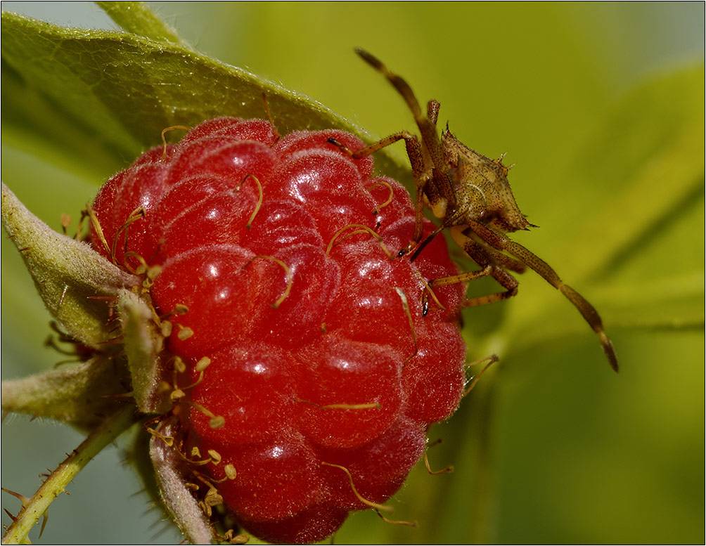 Малинный жук — как отвоевать ягоды?