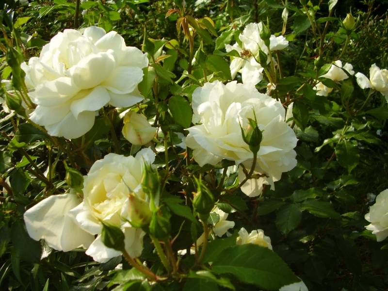 Роза грандифлора — что это такое