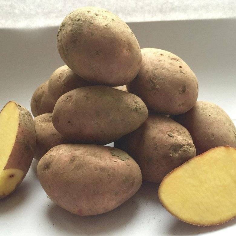Обзор лучших сортов картофеля: самые вкусные и урожайные