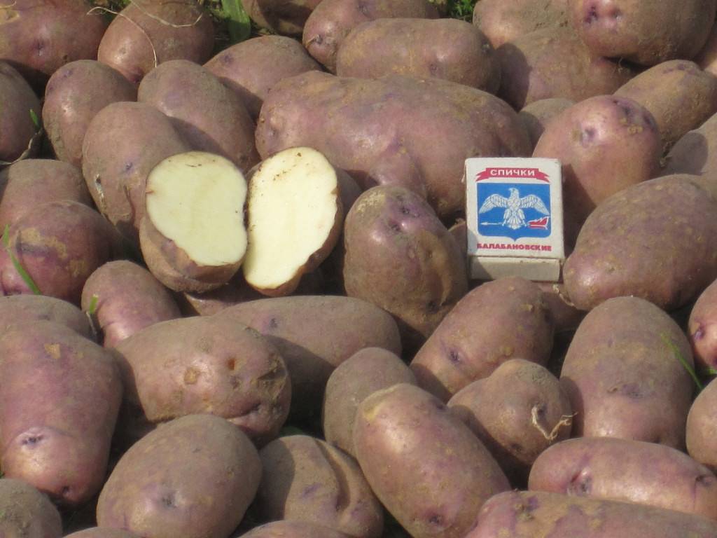 Сорт картофеля гулливер: фото, отзывы, описание, характеристики