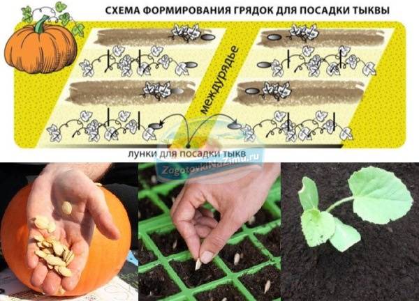 Посев тыквы на рассаду в подмосковье: когда и как правильно сажать пошагово с фото и видео