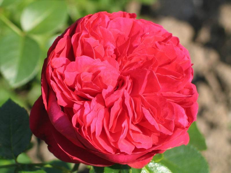 О розе барок (barock): описание и характеристики сорта плетистой розы