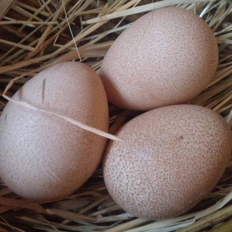 Яйца цесарок: описание, польза и вред, цена, выбор