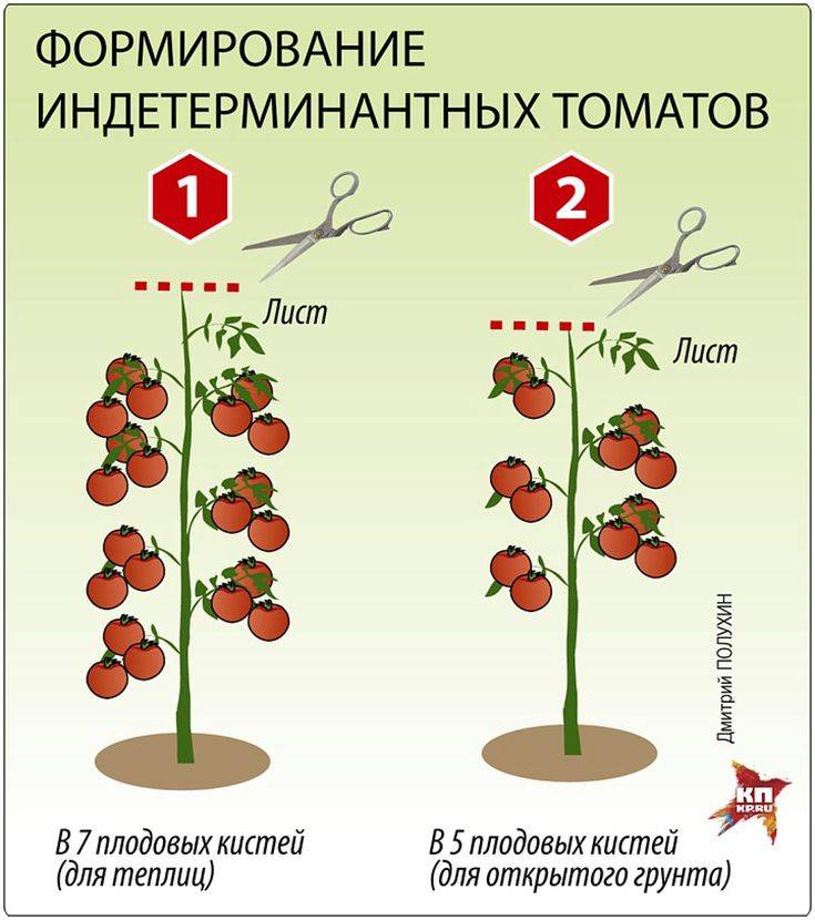 Способы формирования томатов в открытом грунте