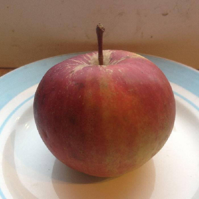 Сорт яблони алеся: характеристика и особенности выращивания