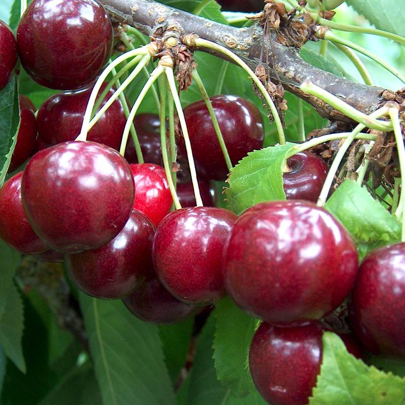 Сорта вишни: обзор лучших сортов, примеры и советы по выбору самых вкусных экземпляров ягоды (105 фото)