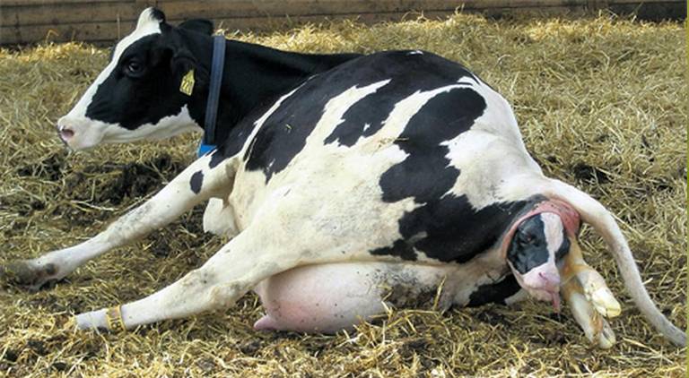 Сколько дней, месяцев корова вынашивает теленка или срок беременности и как происходит процесс