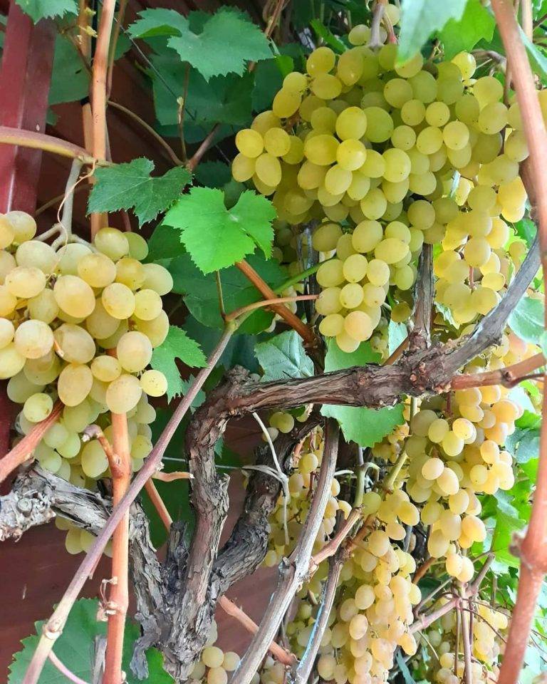Виноград «восторг» мускатный: описание сорта, плюсы и минусы