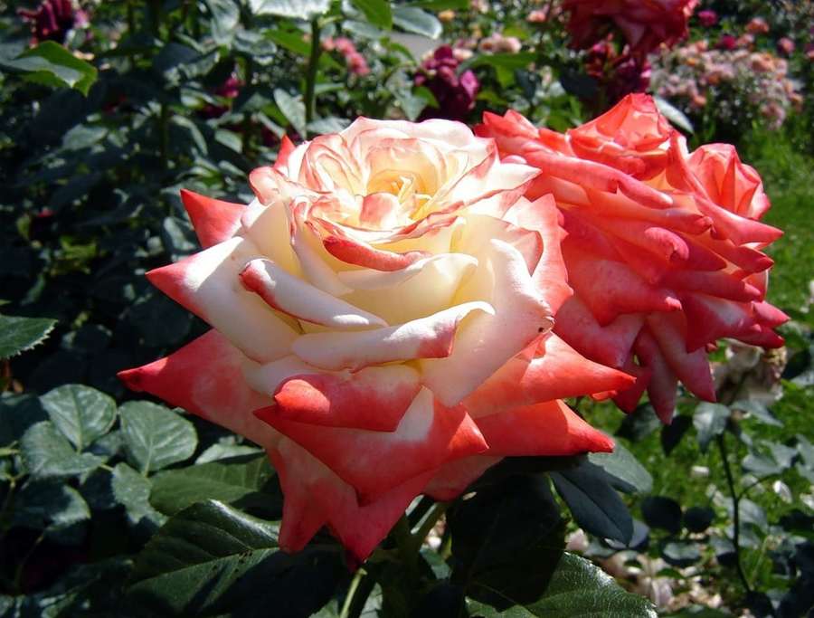 Какой сорт чайно гибридных роз выбрать для своего сада