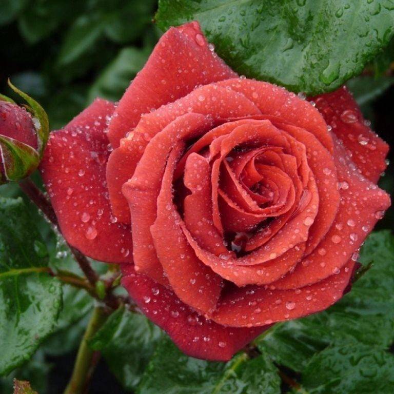 Роза терракота: описание прекрасной грандифлоры красно-кирпичного цвета