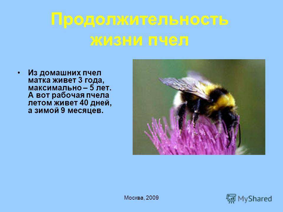 Сколько живет рабочая пчела. Сколько живут пчелы. Продолжителлность жизни пчёл. Продолжительность жизни пчелы. Продолжительность жизни рабочей пчелы.