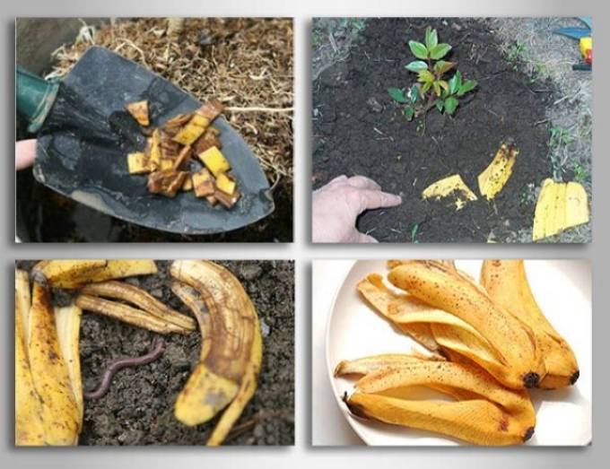 Удобрение из банановой кожуры для комнатных и огородных растений
