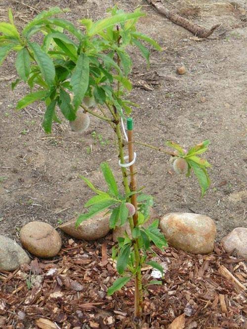 Как вырастить персик на даче