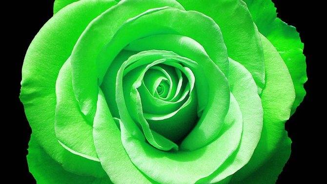 15 самых красивых и элегантных зеленых роз: названия, описания и фото