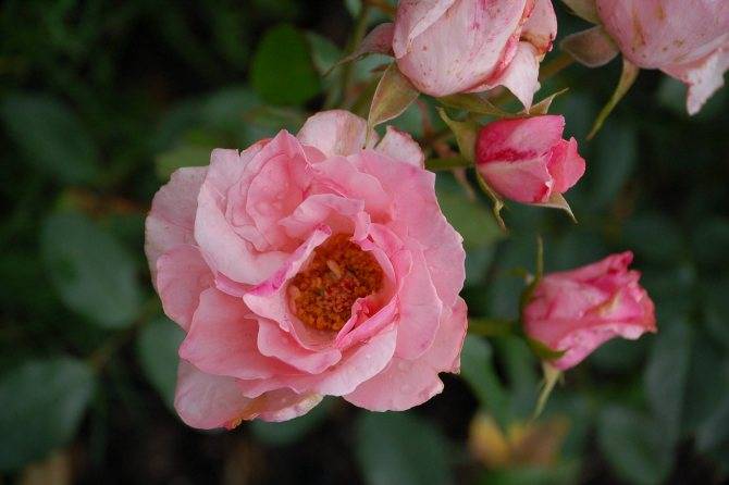 Обильно цветущий вид садовой розы гейша: особенности выращивания, описание и фото цветка