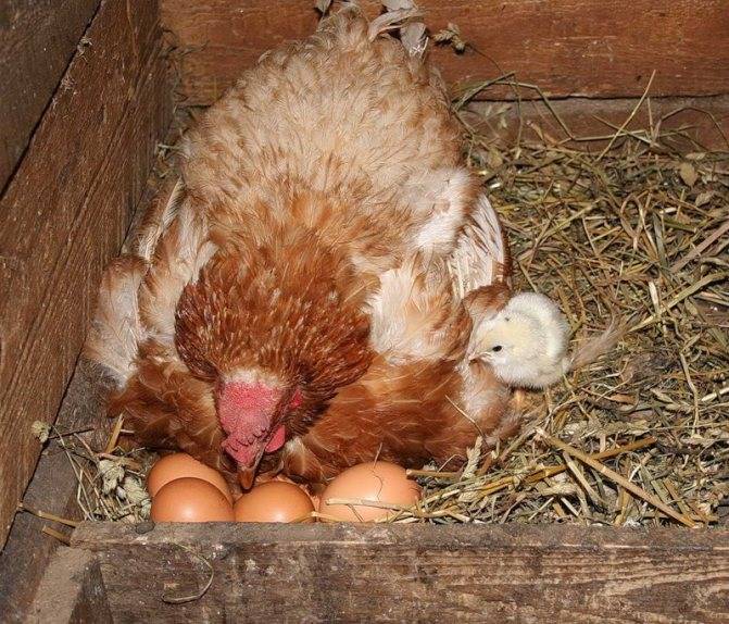 Курица села высиживать яйца: что делать дальше после того, как посадили