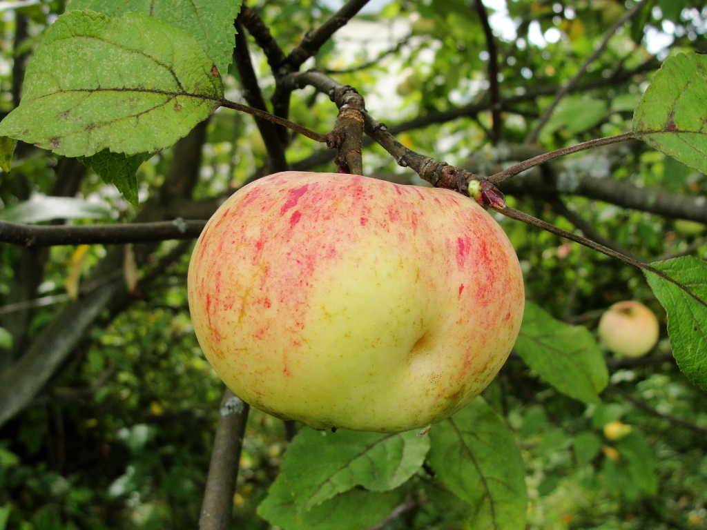 Описание сортов  яблонь. летние, осенние и зимние виды яблок (фото)