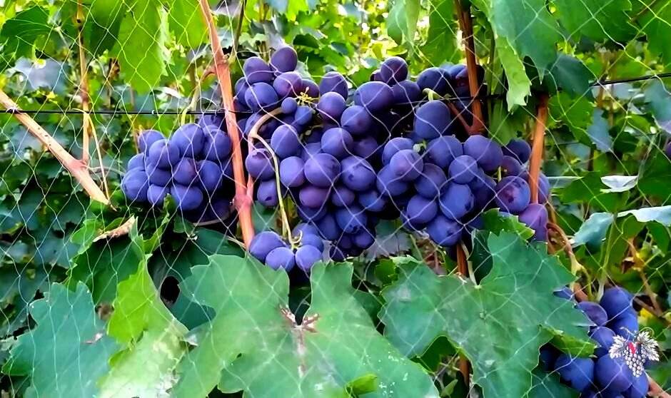 Садовый красавец с отличным вкусом — сорт винограда «низина»