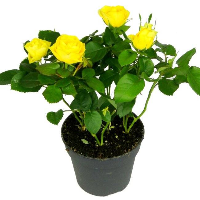 Роза кордана - прекрасный миниатюрный цветок