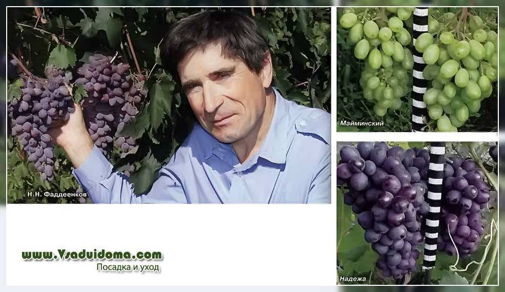 Посадка и уход за виноградом в сибири для начинающих (30 фото): когда открывать после зимы и как вырастить