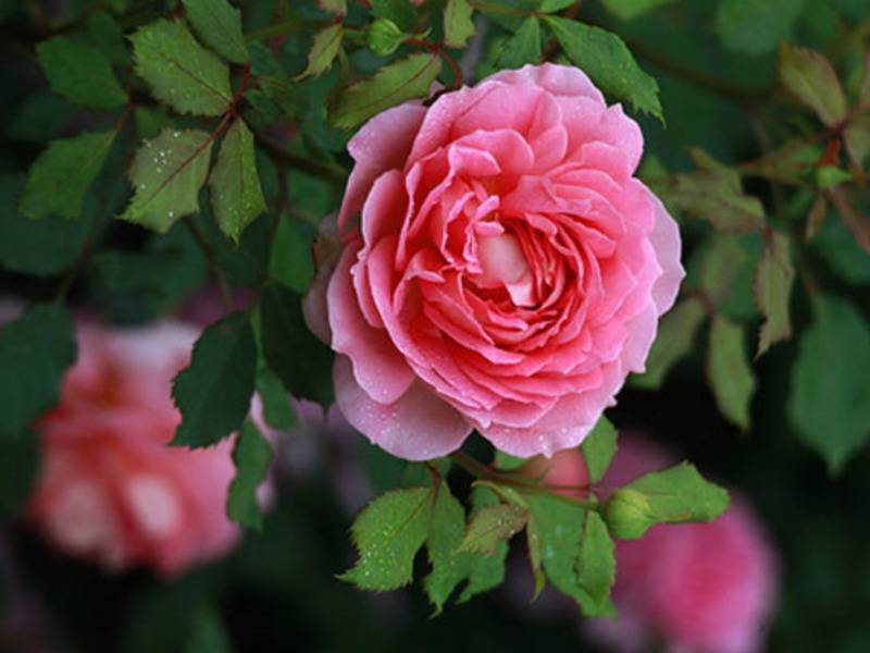 Садово-парковые розы шраб — описание, уход