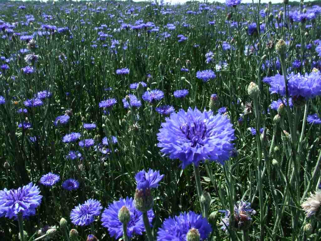 Василёк синий: фото, описание, лечебные свойства и применение цветка