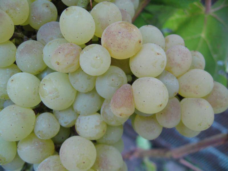 Бессемянный сорт винограда кишмиша 342