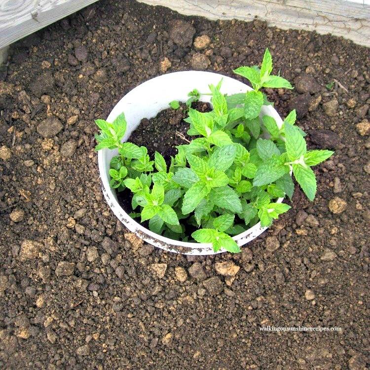 Как вырастить мяту на подоконнике дома в горшке из семян и ростков