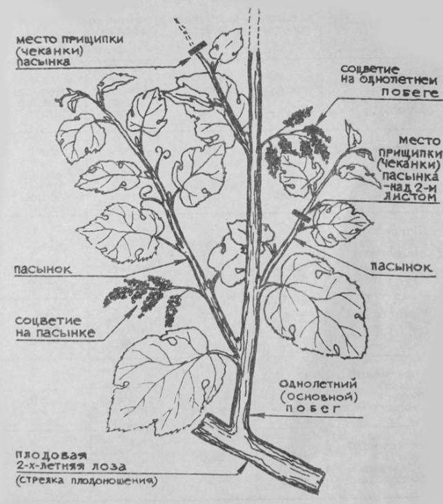 Как прищипывать арбузы — схемы формирования и выращивания арбузов в домашних условиях, фото, инструкции, советы огородников