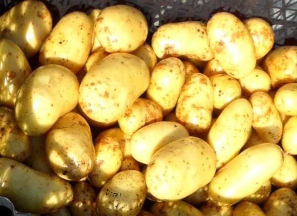 Сорт картофеля ласунок: характеристика, описание с фото, отзывы – сад и огород своими руками