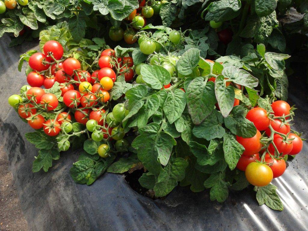 Лучшие низкорослые сорта помидоров для открытого грунта и теплиц, ранние томаты