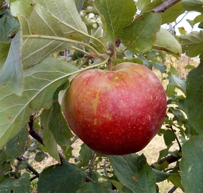 Описание сорта яблони лигол: фото яблок, важные характеристики, урожайность с дерева
