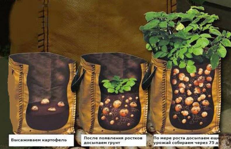Выращивание картошки в мешках: описание, преимущества и недостатки, технология выращивания, советы
