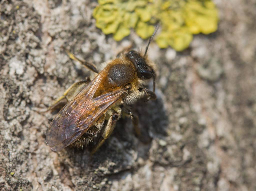 Земляные пчелы - фото и описание