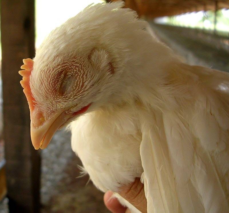 Болезни цыплят бройлеров: фото, симптомы и лечение, меры профилактики