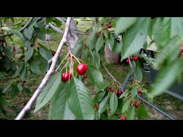 Сорт норд стар — неприхотливая и урожайная американская вишня