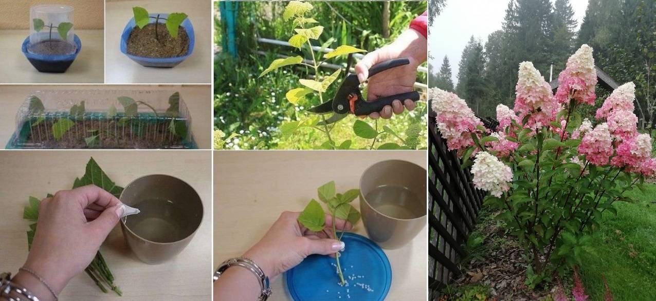 Как размножить гортензию садовую — 4 способа: черенками и семенами, отводками и отпрысками