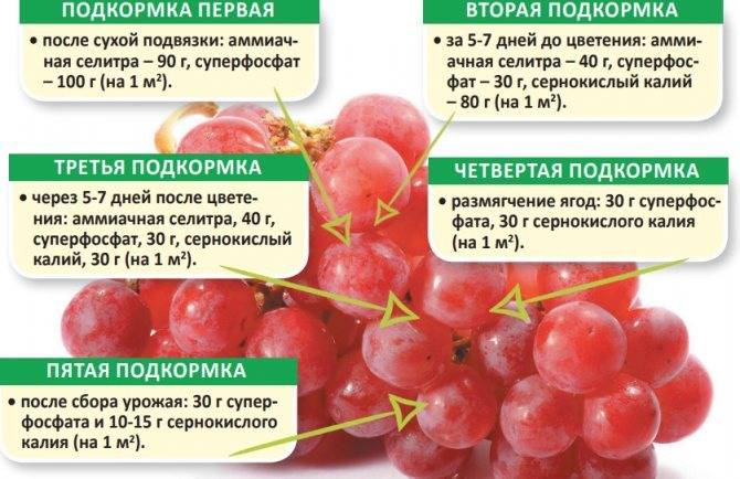 Подкормка винограда от а до я - весной, летом, осенью, когда и чем подкормить виноград - почва.нет