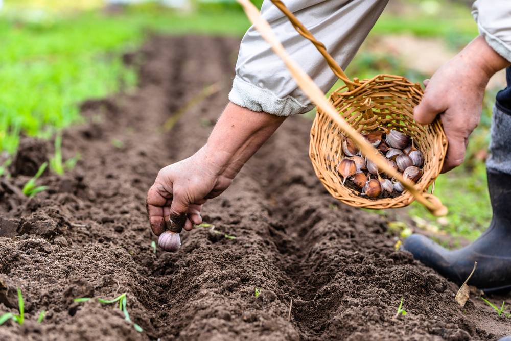 ✅ как вырастить озимый чеснок: правила выращивания в условиях открытого грунта