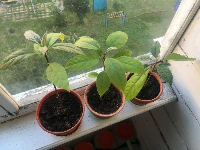 Как вырастить персик из косточки? — ботаничка.ru